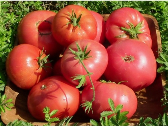 Sibiro pomidoro pasididžiavimas