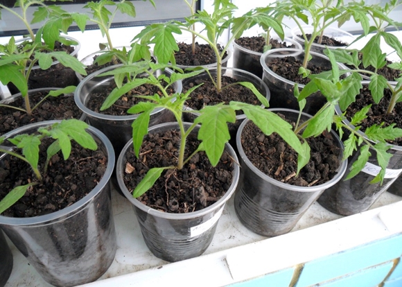 tomatplanter i glas