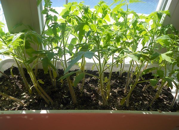 plántulas de tomate en el alféizar de la ventana