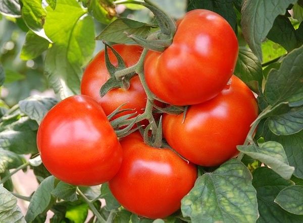 cà chua Siberia chín sớm trên cánh đồng