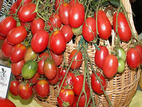 pomidorų razinos