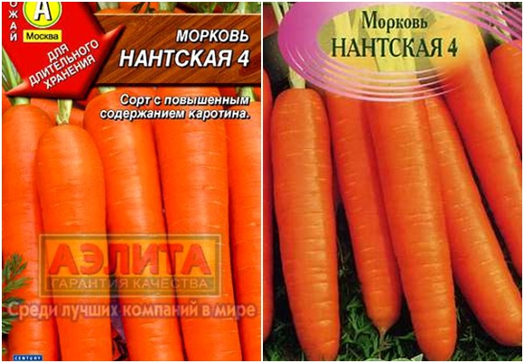 varietà di carote Nantes 4
