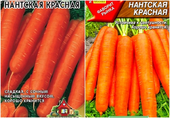 semi di carota nantes red