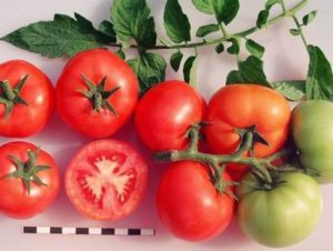 Sanka-tomaattilajikkeen ominaisuudet ja kuvaus, sen sato ja viljely