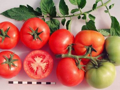 tomate sanka