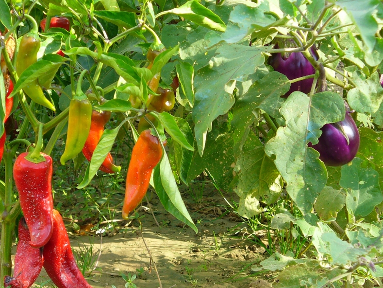 peberfrugter og auberginer i samme drivhus