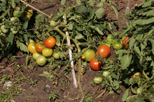 first-grader tomatoes in the garden