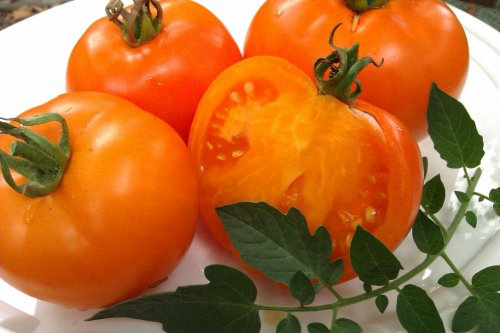 Tomatenorangenelefant auf einem Teller