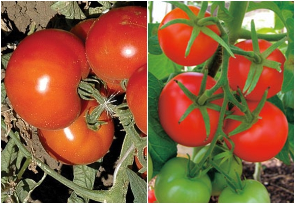 anyuta tomatoes in the garden