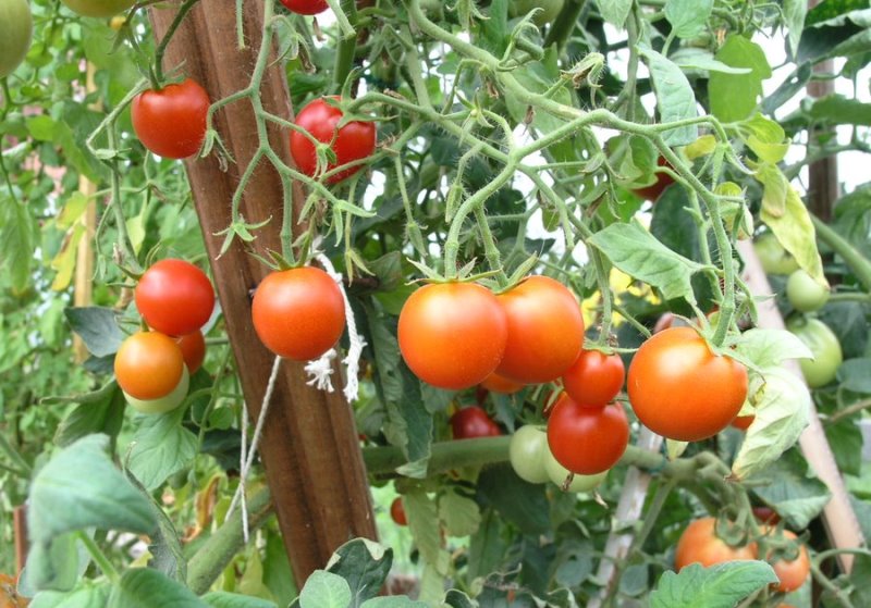 Siberische tomaten vroegrijpe struiken