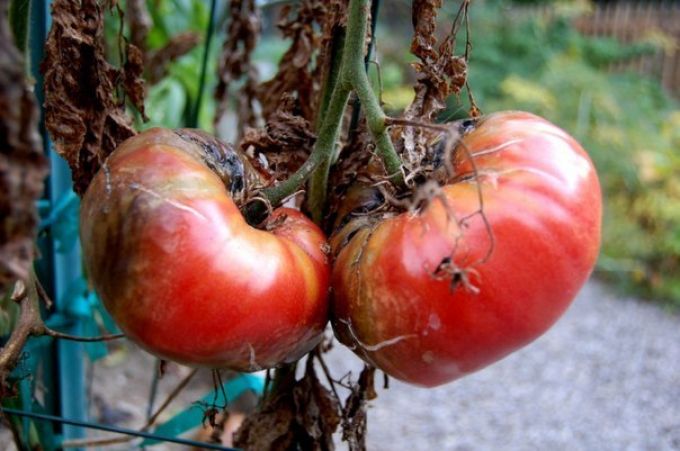 Spätfäule auf Tomaten auf freiem Feld