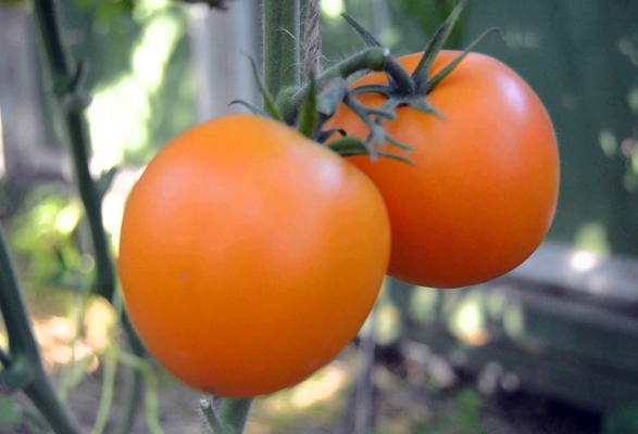 arbustos de tomate mandarina