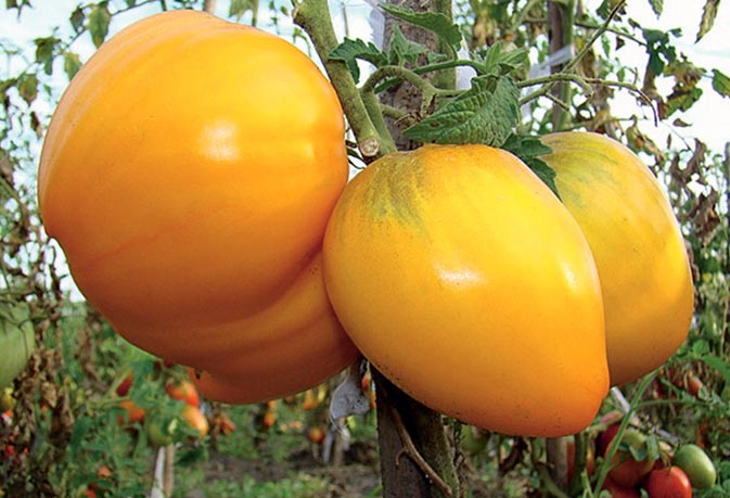 krzewy pomidorów król syberii