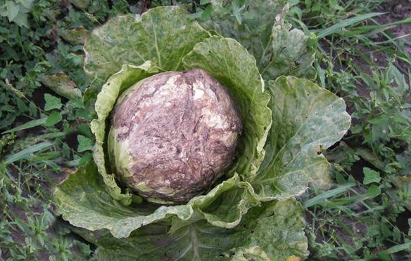 vascular bacteriosis of cabbage