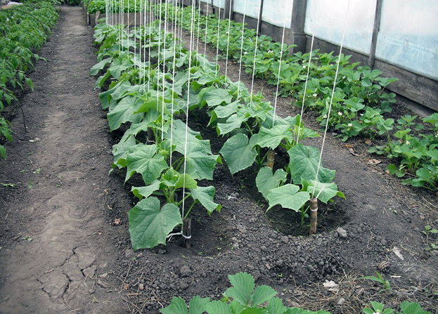method of garter cucumbers in the greenhouse