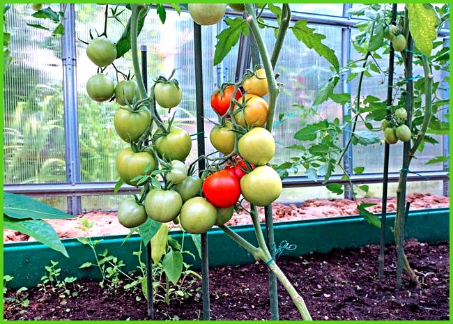 tomato bushes in a greenhouse