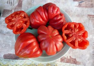 תיאור וזני זני העגבניות Tlacolula de Matamoros, התשואה שלו