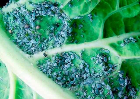aphids on cabbage in the garden