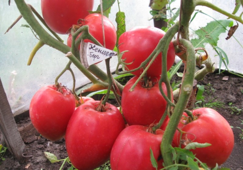 pomidorų kenisbergas