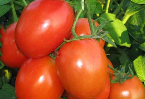 tomato anastasia