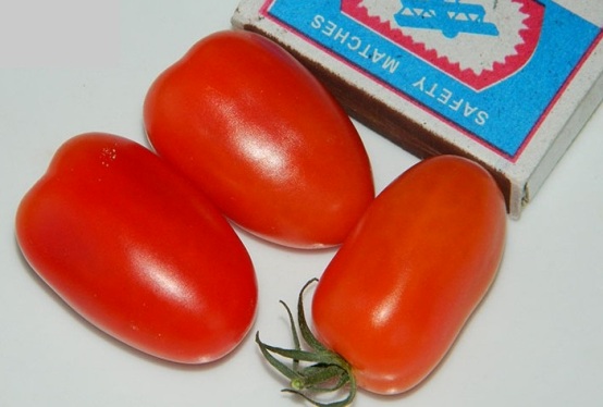 tomate data