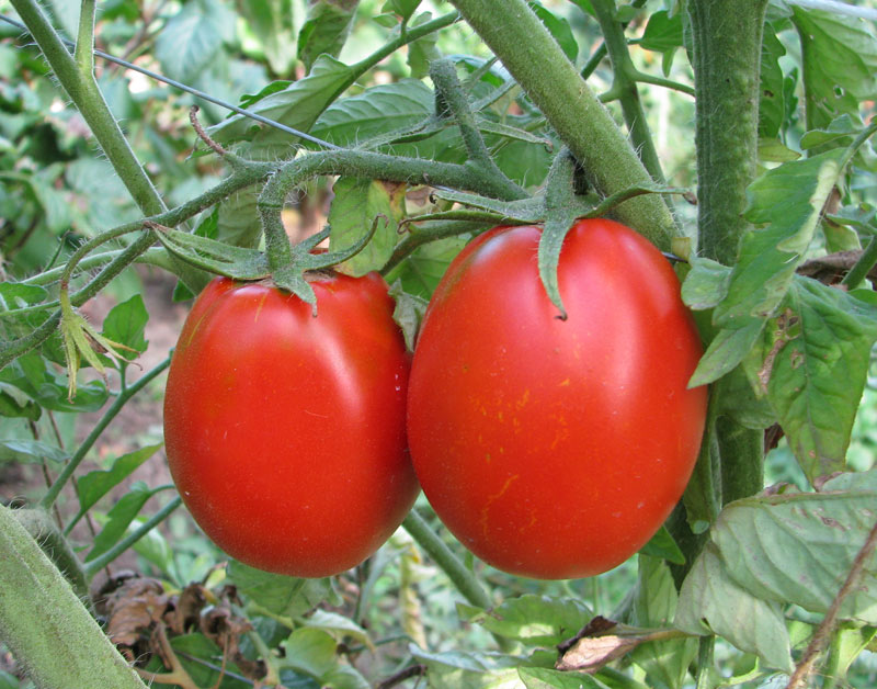 Adeline tomaat