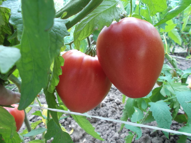 arbustos perezosos de tomate