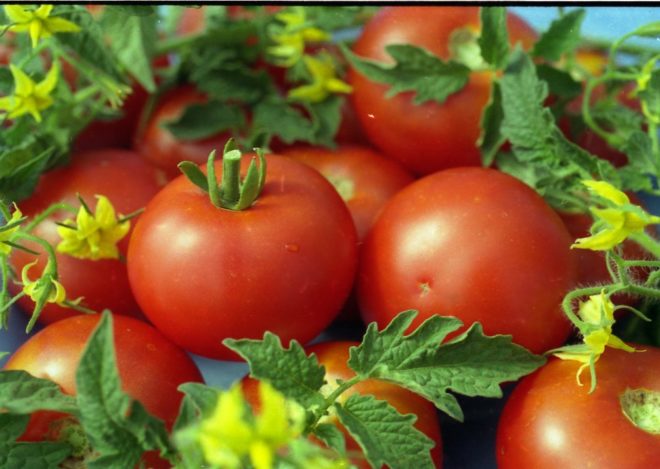 tomat hvid fyldning