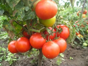 Tomaattilajikkeen Fighter (Buyan) ominaisuudet ja kuvaus, sen sato