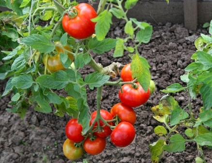 עגבניה חיצונית