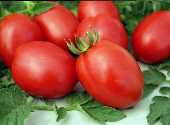 De Barao pomidorai ant stalo