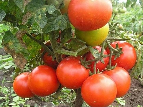 arbustos de tomate gin