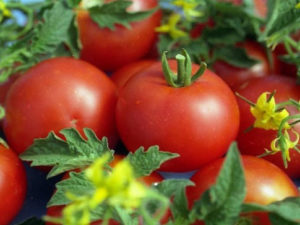 Gina tomātu šķirnes raksturojums un apraksts, tās raža