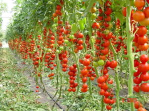Kenmerken en beschrijving van de tomatenvariëteit Geldzak, de opbrengst