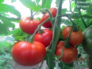 Đặc điểm và mô tả của giống cà chua Alyosha Popovich, năng suất của nó