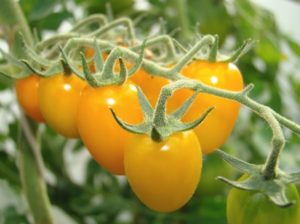 Kenmerken en beschrijving van de tomatenvariëteit Rode dadel (geel, oranje, Siberisch) F1, de opbrengst