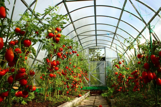 mga kamatis sa greenhouse