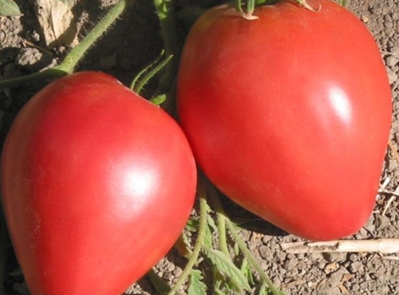 luie tomaat ligt op de grond