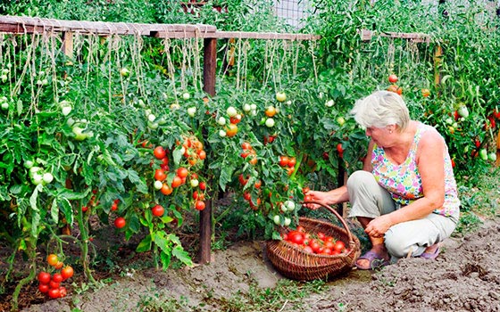 voksende tomater