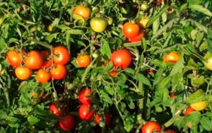 Liang pomidorų veislės charakteristikos ir aprašymas, derlius