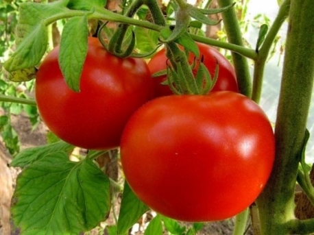 Irina-tomaatti puutarhassa
