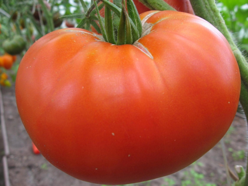 עגבניה בגודל הנכון בגינה