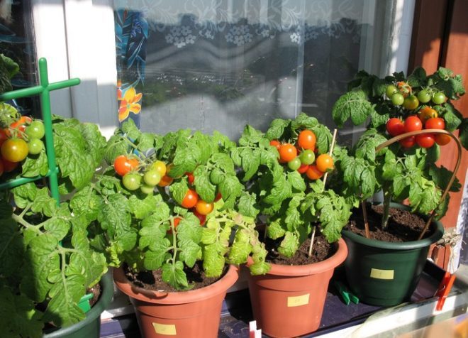 pinocchio-tomaat op het balkon
