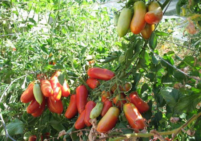 Tomatenrakete im Garten