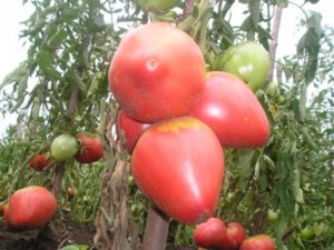 خصائص ووصف طماطم فلامنغو الوردي ، محصولها