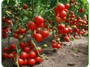 Variedades de tomates de bajo crecimiento para campo abierto sin pellizcar.