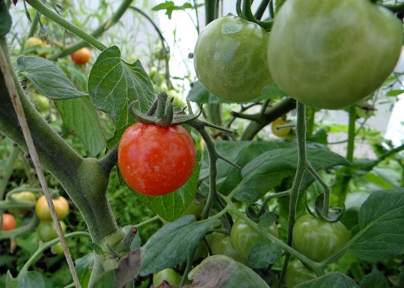 odroda sladkých paradajok