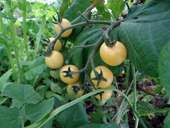 Saldžiųjų vyšnių F1 pomidoras