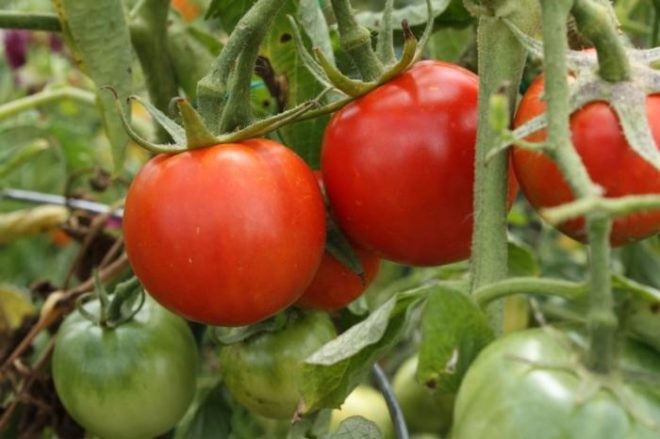 gruby pomidor f1 w otwartym polu