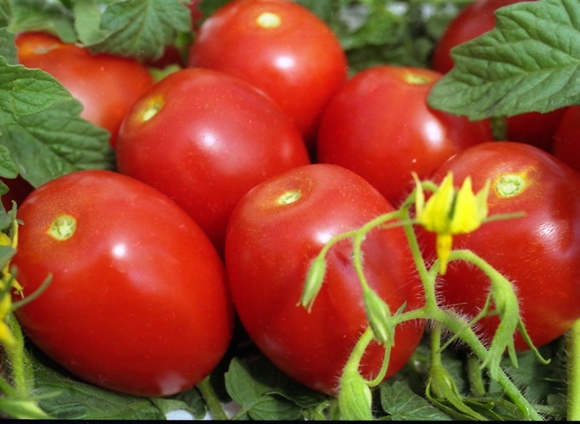 izredzētais tomātu izskats